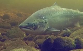 Fresh Run Salmon, River Ness - Chris Conroy